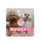 可愛いトイプー♡クルミとももか（個別スタンプ：1）