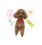 可愛いトイプー♡クルミとももか（個別スタンプ：4）