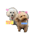可愛いトイプー♡クルミとももか（個別スタンプ：5）