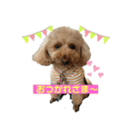 可愛いトイプー♡クルミとももか（個別スタンプ：7）