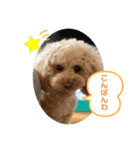 可愛いトイプー♡クルミとももか（個別スタンプ：10）