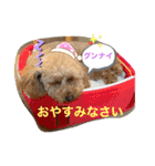可愛いトイプー♡クルミとももか（個別スタンプ：11）