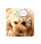 可愛いトイプー♡クルミとももか（個別スタンプ：13）