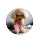 可愛いトイプー♡クルミとももか（個別スタンプ：14）