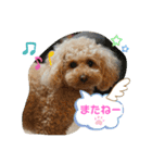 可愛いトイプー♡クルミとももか（個別スタンプ：15）