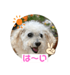 可愛いトイプー♡クルミとももか（個別スタンプ：16）