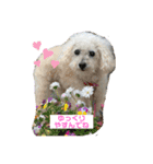 可愛いトイプー♡クルミとももか（個別スタンプ：20）