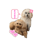 可愛いトイプー♡クルミとももか（個別スタンプ：21）