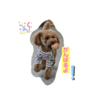 可愛いトイプー♡クルミとももか（個別スタンプ：23）