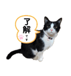 はちわれのももちゃん②（個別スタンプ：3）