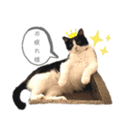 はちわれのももちゃん②（個別スタンプ：4）