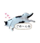 はちわれのももちゃん②（個別スタンプ：10）