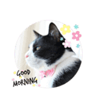 はちわれのももちゃん②（個別スタンプ：13）