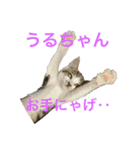 うるうる（個別スタンプ：3）