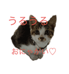 うるうる（個別スタンプ：5）