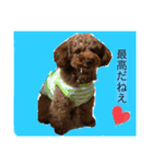激かわティーカッププードル（個別スタンプ：1）