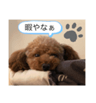 激かわティーカッププードル（個別スタンプ：3）