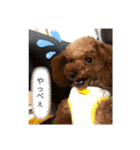 激かわティーカッププードル（個別スタンプ：4）