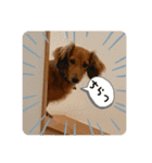 ダックス♡すたんぷ（個別スタンプ：1）