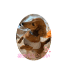 ダックス♡すたんぷ（個別スタンプ：12）