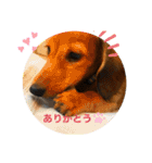 ダックス♡すたんぷ（個別スタンプ：14）