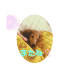 ダックス♡すたんぷ（個別スタンプ：24）