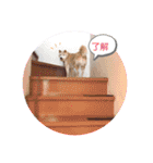 まめしばりん 2（個別スタンプ：18）