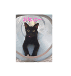 家の猫たちスタンプ（個別スタンプ：1）