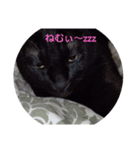 家の猫たちスタンプ（個別スタンプ：2）