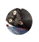 家の猫たちスタンプ（個別スタンプ：3）