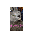 家の猫たちスタンプ（個別スタンプ：4）