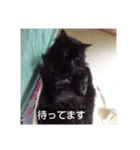 家の猫たちスタンプ（個別スタンプ：7）