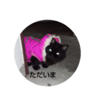 家の猫たちスタンプ（個別スタンプ：8）