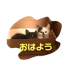 シロクロ猫好きスタンプ（個別スタンプ：1）