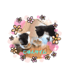 シロクロ猫好きスタンプ（個別スタンプ：3）