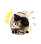 シロクロ猫好きスタンプ（個別スタンプ：4）