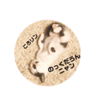 シロクロ猫好きスタンプ（個別スタンプ：8）