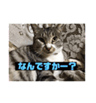 サバトラ猫カリーノちゃん（個別スタンプ：1）