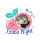 サバトラ猫カリーノちゃん（個別スタンプ：3）