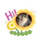 サバトラ猫カリーノちゃん（個別スタンプ：4）