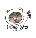 サバトラ猫カリーノちゃん（個別スタンプ：7）