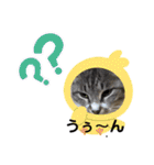 サバトラ猫カリーノちゃん（個別スタンプ：21）
