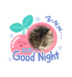 サバトラ猫カリーノちゃん（個別スタンプ：23）