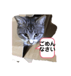 サバトラ猫カリーノちゃん（個別スタンプ：27）