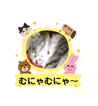 サバトラ猫カリーノちゃん（個別スタンプ：28）
