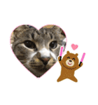 サバトラ猫カリーノちゃん（個別スタンプ：31）