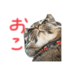 たいちゃんち3（個別スタンプ：1）