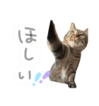 たいちゃんち3（個別スタンプ：7）