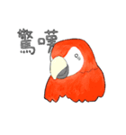 インコっぽい鳥(2文字)（個別スタンプ：5）