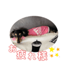 ダックス(Hauru)（個別スタンプ：2）